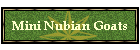 Mini Nubian Goats